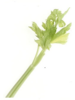 Celery Stalk Image